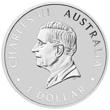 Australian Wombat 2024 1oz Silver Coloured Coin in Card